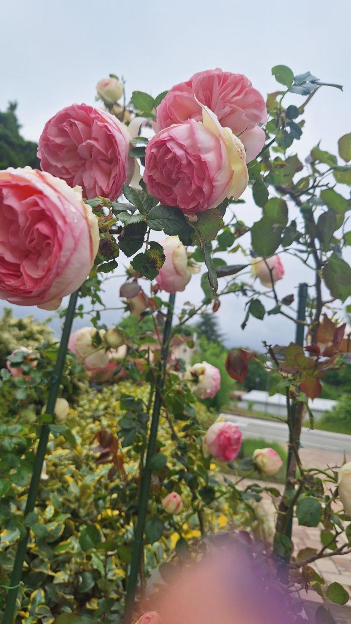 Guest House Flora Pazin Exterior foto