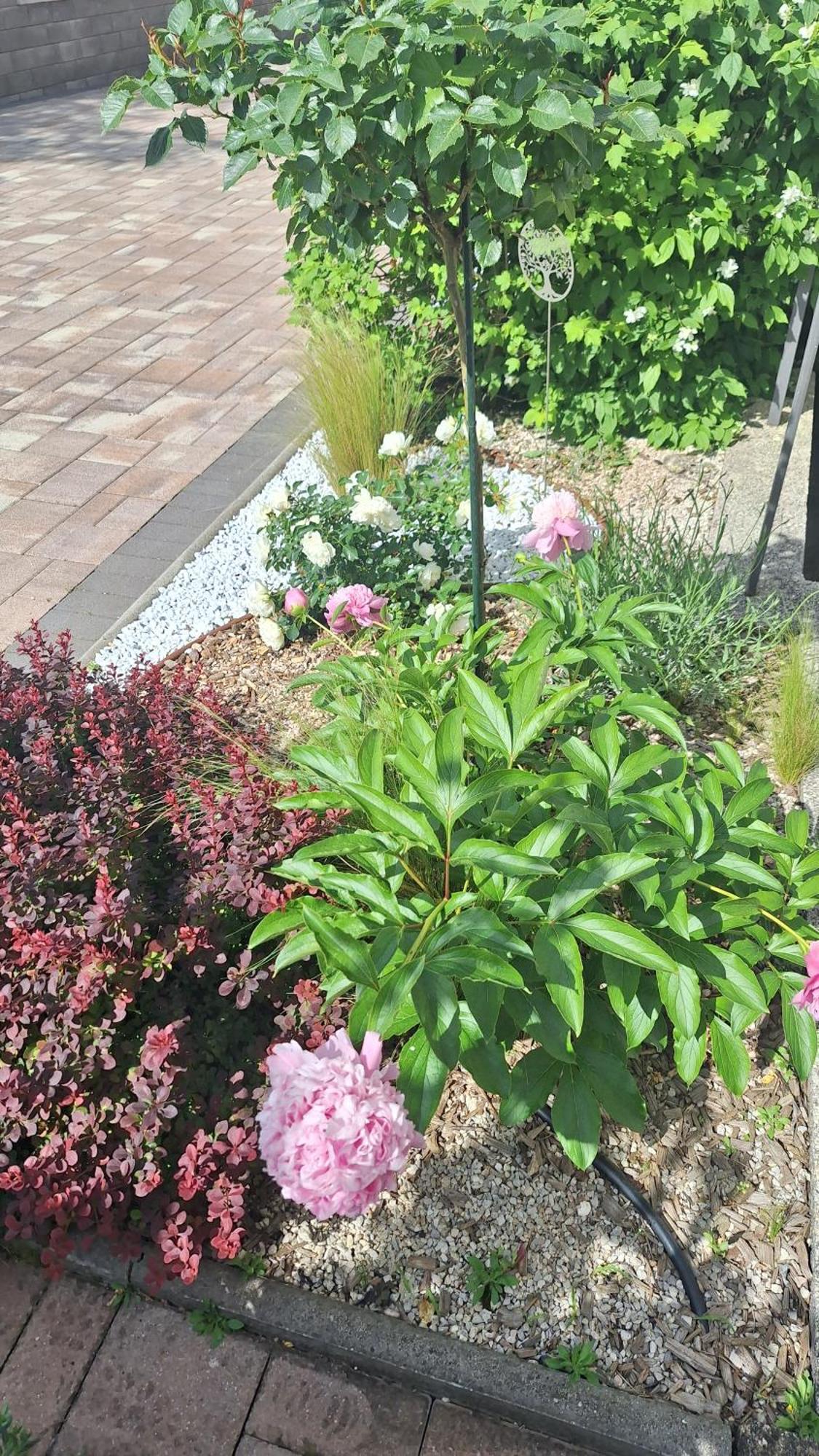 Guest House Flora Pazin Exterior foto